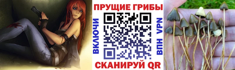 продажа наркотиков  Новосибирск  Псилоцибиновые грибы ЛСД 